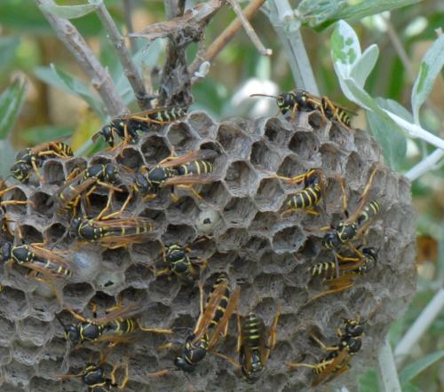 Polistes sp.
